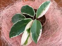 Лот: 3133416. Фото: 3. Хойя карноза 'Suzie Q'- Hoya сarnosa... Растения и животные