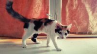 Лот: 4309498. Фото: 2. Котенок-девочка. Животные и уход