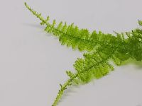 Лот: 15937141. Фото: 5. Мох Анкор Якорный (Anchor moos...