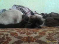 Лот: 5943961. Фото: 2. Сиамская кошка. | Игривая | Добрая... Животные и уход