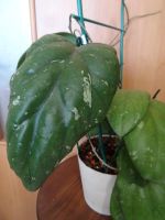 Лот: 18267936. Фото: 2. Хойя_Hoya elephant(selection By... Комнатные растения и уход