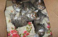 Лот: 944225. Фото: 2. Сибирские котята с документами. Животные и уход