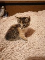 Лот: 16309186. Фото: 2. Котёнок(девочка). Животные и уход