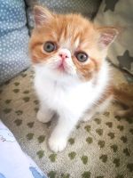 Лот: 11881044. Фото: 2. Котята экзоты от родителей чемпионов. Животные и уход