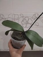 Лот: 25888981. Фото: 2. Орхидея фаленопсис, отцвела. Комнатные растения и уход