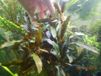 Лот: 5346732. Фото: 3. Bucephalandra sp. Alamanda Green... Растения и животные
