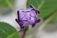 Лот: 3054275. Фото: 2. Глоксиния 17 (цветёт). Комнатные растения и уход