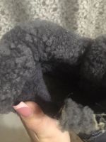 Лот: 8507482. Фото: 3. Детские сапоги. Дети растут