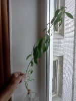 Лот: 983065. Фото: 2. Олеандр (отросток с корнями). Комнатные растения и уход