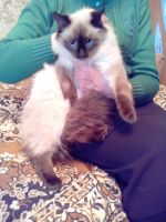 Лот: 12699330. Фото: 2. Котёнок, помесь бирманской породы... Животные и уход