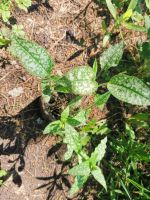 Лот: 16153388. Фото: 2. медуница сахарная. Семена, рассада, садовые растения