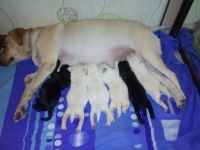 Лот: 7947963. Фото: 4. Лабрадорчики с родословной и клеймом... Красноярск