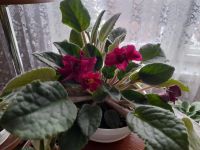 Лот: 21020811. Фото: 3. Комнатные цветы. Растения и животные