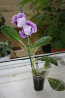 Лот: 2889199. Фото: 2. Глоксиния 33 (цветущее растение... Комнатные растения и уход