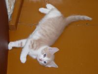 Лот: 10945765. Фото: 6. двое из ларца одинаковых с лица...