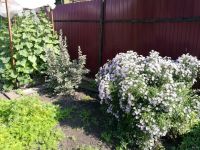 Лот: 5567906. Фото: 4. Садовая ромашка, сентябринка... Красноярск