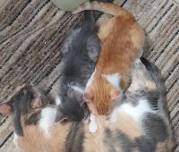 Лот: 23284086. Фото: 2. Рыжий котёнок, 3 мес. Животные и уход