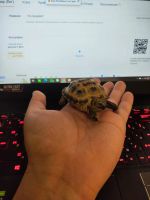 Лот: 24994633. Фото: 2. сухопутная черепашка молоденькая. Животные и уход