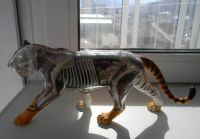 Лот: 5490987. Фото: 2. 4D Vision Tiger Anatomy Анатомическая... Коллекционирование, моделизм