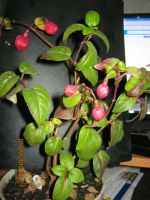 Лот: 12071001. Фото: 3. фуксия. Растения и животные