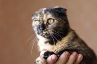 Лот: 3920395. Фото: 5. Кошка шотландская вислоухая