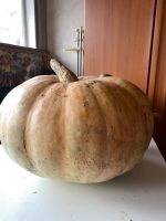 Лот: 16518175. Фото: 2. Тыква. Продукты