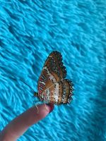 Лот: 12203725. Фото: 7. Дари эмоции. БаБоЧкА. Тропическая...