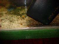 Лот: 4084727. Фото: 6. Ампулярии собственного разведения...