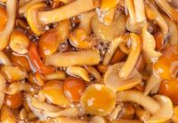 Лот: 9267995. Фото: 2. Опята отборные LUTIK (Лютик). Продукты