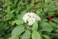Лот: 3954535. Фото: 2. Саженцы Калины Гордовины с закрытой... Для дачи, дома, огорода, бани, парка
