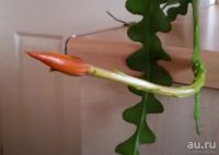 Лот: 18160405. Фото: 3. Эпифиллум угловатый (Epiphyllum... Растения и животные