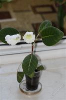 Лот: 2894598. Фото: 2. Глоксиния 35 (цветущее растение... Комнатные растения и уход