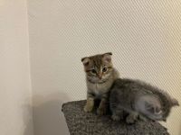 Лот: 18335551. Фото: 4. Шотландский котёнок. Красноярск
