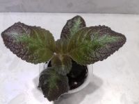 Лот: 11466109. Фото: 2. Эписция Pink Panther. Комнатные растения и уход