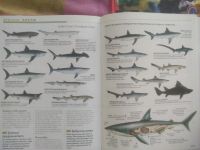 Лот: 18949602. Фото: 4. "Наш мир от А до Я" (5 фото). Красноярск