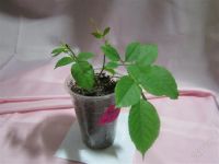 Лот: 1791830. Фото: 3. Черенок розочки малиновой (хорошо... Растения и животные