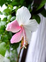 Лот: 5379584. Фото: 3. Гибискус белый. Растения и животные