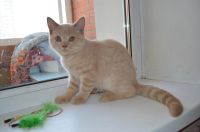 Лот: 3096248. Фото: 6. ЗаМУРРРчательный шотландский котик...