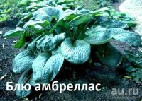 Лот: 13381390. Фото: 4. Хоста Американ Хело. Абига мондеам... Красноярск