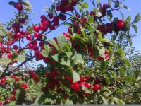 Лот: 5749566. Фото: 5. Ягода Вишня с куста! Никакой химии