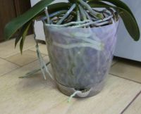 Лот: 24782404. Фото: 4. Орхидея фаленопсис "Passionata... Красноярск