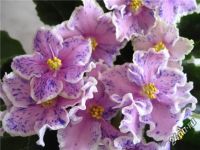 Лот: 5476453. Фото: 2. Фиалка-3детки - одним лотом по-цене... Комнатные растения и уход