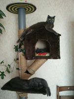 Лот: 11795105. Фото: 4. Котята. Красноярск