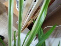 Лот: 21214173. Фото: 3. Цветы. Растения и животные