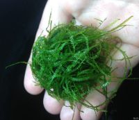 Лот: 15504461. Фото: 5. Мох Стринги для аквариума "Stringy...