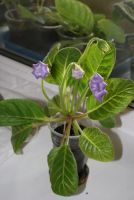 Лот: 4281113. Фото: 4. Глоксиния фиолетовая с белым. Красноярск