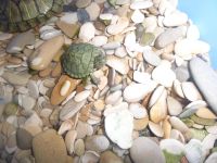 Лот: 6192264. Фото: 2. Красноухая черепашка срочно даром... Животные и уход