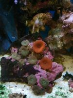 Лот: 10902617. Фото: 2. Морской аквариум Aquael с живым... Аквариумистика