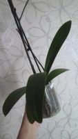 Лот: 8458711. Фото: 3. орхидея фаленопсис F20(отцвела... Растения и животные
