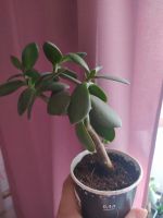 Лот: 20021573. Фото: 2. Денежное дерево. Комнатные растения и уход